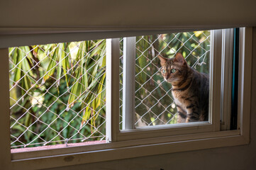 one mixed breed cat posing in the window with plants in the back