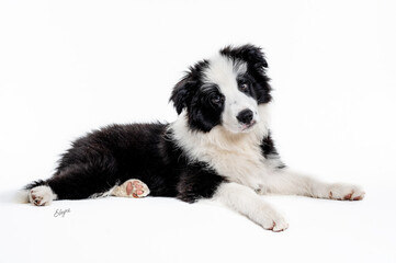 One black and white border collie puppy dog looking and posing for the camera in a studio in a white background