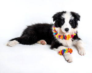 One border collie puppy dog with an hawaiian flower necklace posing  and looking at the camera in a studio in a white background