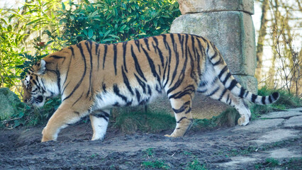 Siberian Tiger Amurtiger in Hanover Germany