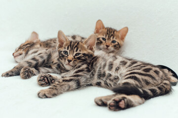 Three cute bengal kittens laying on a furry white blanket.
