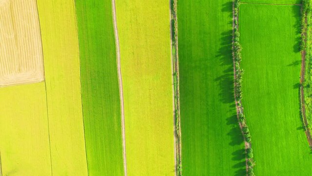 Drone flying over the beautiful green and yellow rice field scenery. nature pattern background. agricultural industry in Pathum Thani Province, Thailand
