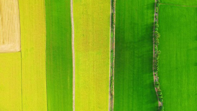 Aerial view of agriculture in rice fields for cultivation. Natural texture for background. green and yellow rice paddies in Pathum Thani Province, Thailand. 4K drone.
