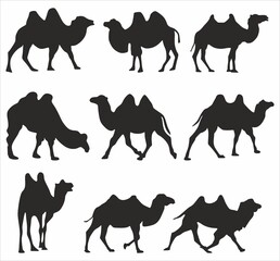 Vector set of silhouettes of bactrian camels. Shadows Large mammal animal. Ship of the desert, steppe.