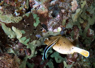 A Seal faced pufferfish swimming Boracay Island Philippines