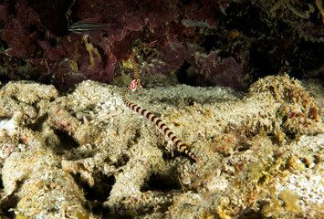 Banded Pipefish sheltered under a rock Boracay Island Philippines