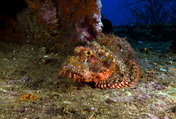 A Bearded Scorpionfish on a wreck Boracay Island Philippines