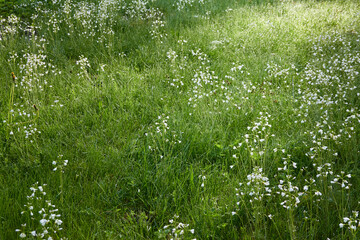 Blooming forest meadow (lawn) of small white flowers Cardamine pratensis. Dew drops, soft morning...