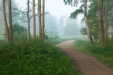 Pathway through the majestic green summer forest. Fog, soft sunlight. Mighty trees, green leaves...