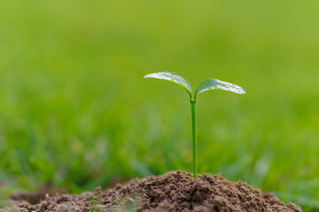 young plant in soil. young green sprout. young orange tree sprout.