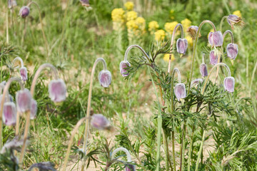 Blooming forest meadow (lawn) of small purple flowers Pulsatilla pratensis. Soft morning sunlight....