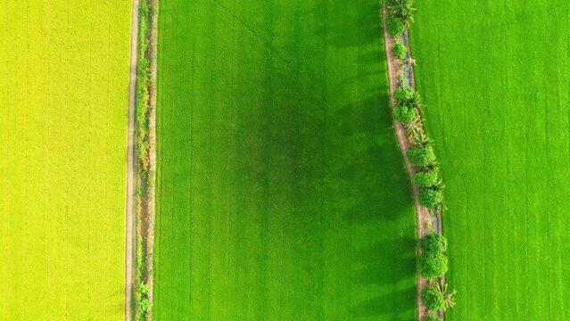 4K Aerial view of agriculture in rice fields for cultivation. a green rice field waving in the wind, green rice plants growing. agricultural industry in Pathum Thani, Thailand
