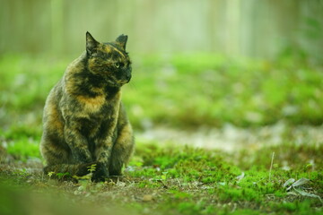 A tortoiseshell cat sitting in Japanese garden at fresh green season