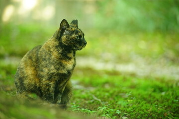 Naklejka na ściany i meble A tortoiseshell cat sitting in Japanese garden at fresh green season