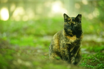 A tortoiseshell cat sitting in Japanese garden at fresh green season
