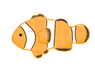 カクレクマノミのイラスト