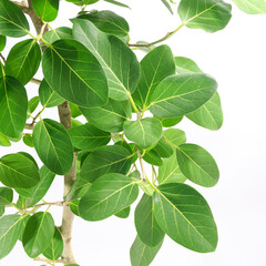 観葉植物、望みを叶える木と言われるフィカス・ベンガレンシスの葉【白背景】