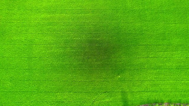 4K Aerial Wide view of Beautiful green and yellow rice fields in the rural of Pathum Thani Province, Thailand. Green nature background. Fresh Sapling rice. 
