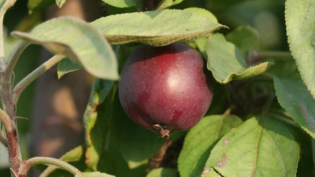 Red apple on tree in sunny windy day, zoom in effect, 4k real time footage, agricultural concept.