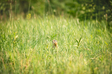 wild little cute gopher hid in the tall grass