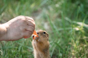Naklejka na ściany i meble wild fat cute gopher eats carrots from human hands