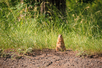 a fat pregnant gopher sits among the tall grass and looks at the camera