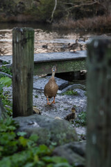 Feeding ducks, swans, geese, and duckilngs down by the lake in Christchurch New Zealand