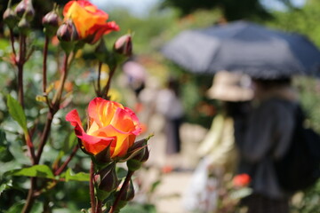 オレンジ色の薔薇　花園　晴れ