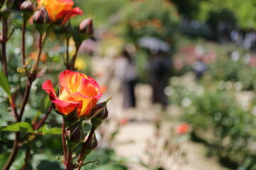 Fototapeta na wymiar orange rose in garden