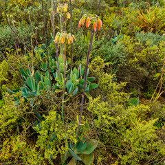 Red flowering Cotyledon succulent plant in Karoo - obrazy, fototapety, plakaty