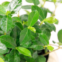 観葉植物、つる性ガジュマルのフィカス・シャングリラの葉【白背景】