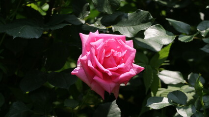 single pink rose