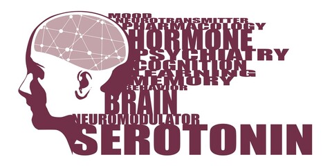 Illustration of a human head with brain textured by line and dots pattern. Serotonin relative words cloud