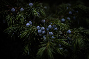 A lush green juniper sporting some enticing blue berries