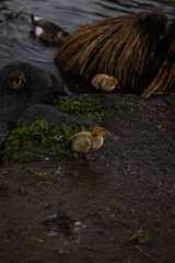 Naklejka na ściany i meble Feeding ducks, swans, geese, and duckilngs down by the lake in Christchurch New Zealand