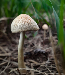 mushroom in the forest