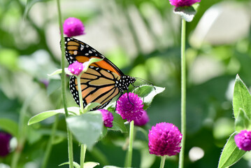 Monarch butterfly on a globe amaranth flower.