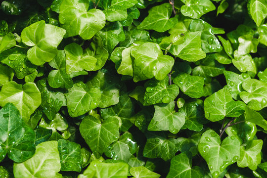 Green English Ivy Hedera Helix Common European Ivy Water Droplets After Watering In Houseplant Greenhouse On Small Plant Nursery Farm Indoor Plant Vine