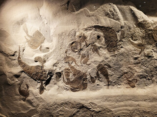 化石の壁