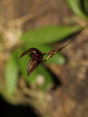 Flower of the miniature orchid Specklinia simmleriana
