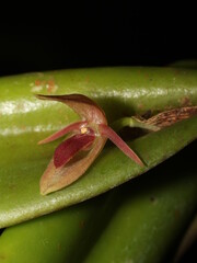 Flower of the neotropical orchid Pleurothallis grandilingua endemic to Costa Rica