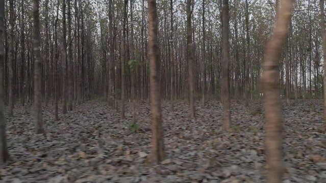 A model in white with long hair in a mysterious forest, Costa Rica. horror and eerie atmosphere in the middle of the forest in the dry season.