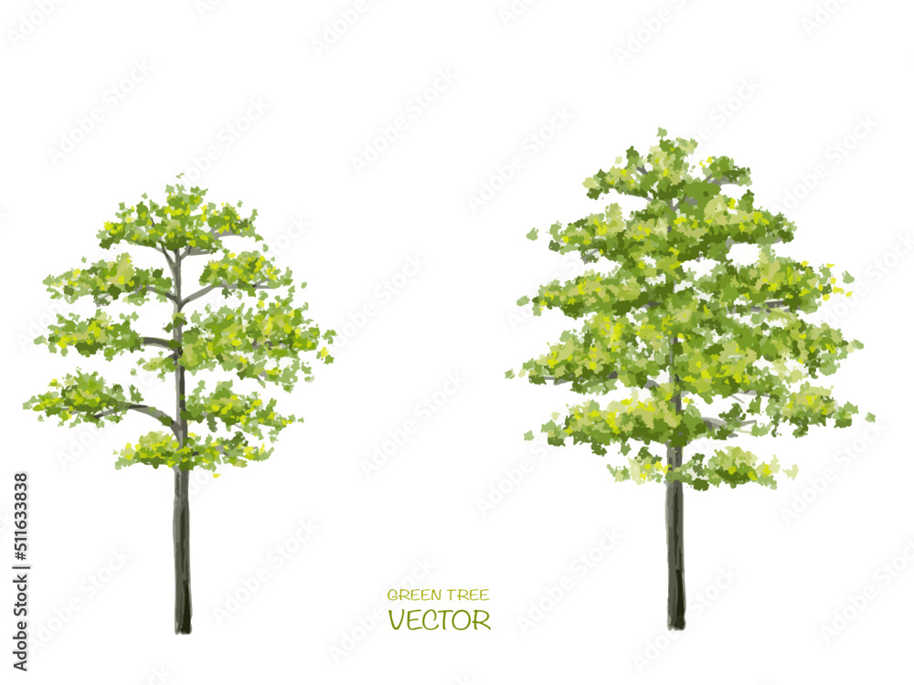 Wall mural vector watercolor of tree side view isolated on white background for landscape and architecture draw