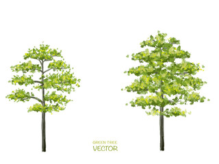 Vector watercolor of tree side view isolated on white background for landscape  and architecture drawing, elements for environment and garden,botanical for section 