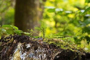 Wald neuer Baum Nachwuchs dem Nachwuchs eine Chance geben Natur Bio Forstwirtschaft Biologie...