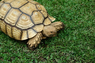 turtle on the grass