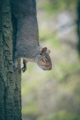 Naklejka na ściany i meble Grey squirrel in the park
