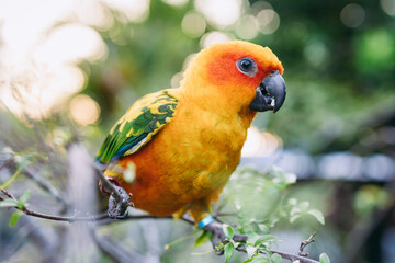  Sun Conure Parrot Bird. Nature animal portrait.