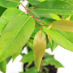 観葉植物、アマゾンオリーブ（ムラサキフトモモ）の葉【白背景】