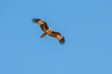 Brahminy Kite showing wing spread on sky background.